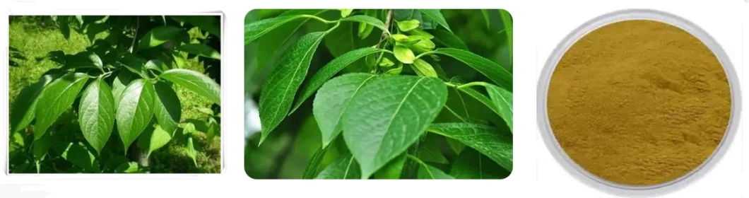 E. K Herb Factory Wholesale High Quality Natural Eucommia Ulmoides Bark Extract Eucommia Ulmoides Leaf Extract CAS 327-97-9 25%-98% Chlorogenic Acid