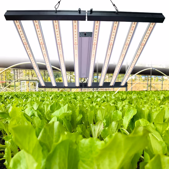 Medizinische Pflanzen Indoor-Anbau High Ppfd 1000W 8000W 680W Vollspektrum-LED-Wachstumslicht für blühende Gemüseblumen